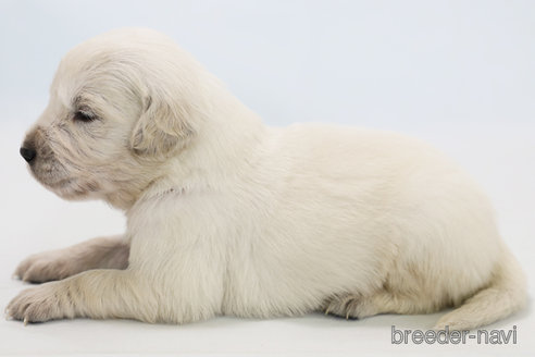 成約済の神奈川県のゴールデンレトリーバー-359915の2枚目